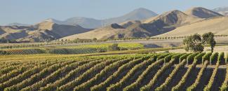 Vineyards